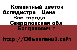 Комнатный цветок Аспидистра › Цена ­ 150 - Все города  »    . Свердловская обл.,Богданович г.